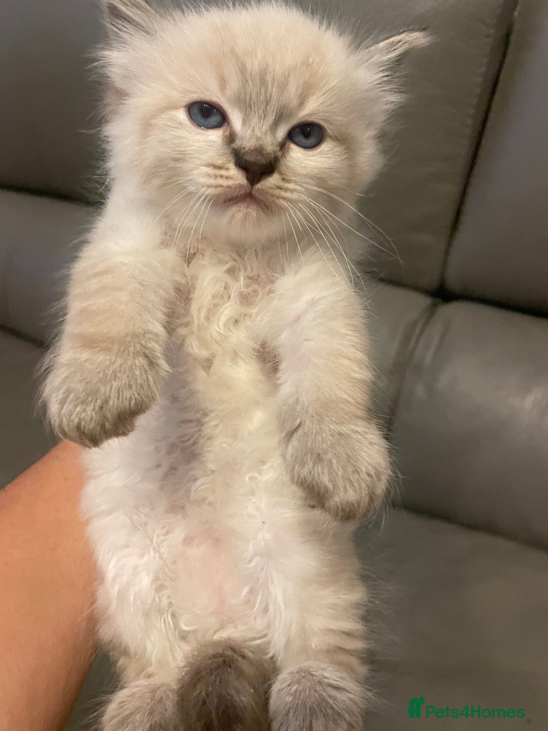 Ragdoll cats for sale: Lnyx male Ragdoll’s ready soon  - Advert 18