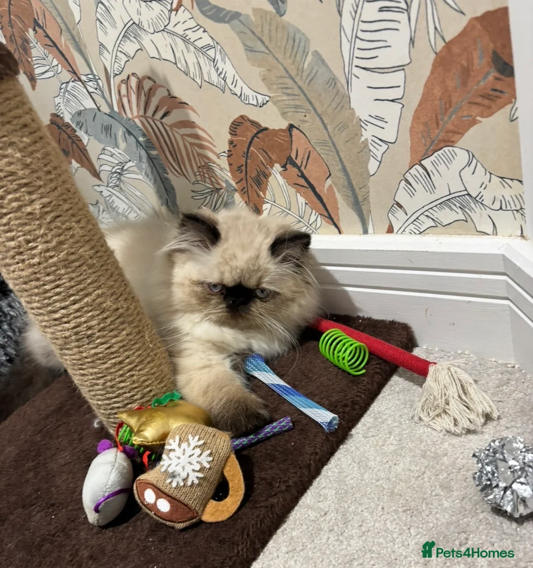 Persian cats for sale: Beautiful Himalayan boy kitten  - Advert 5