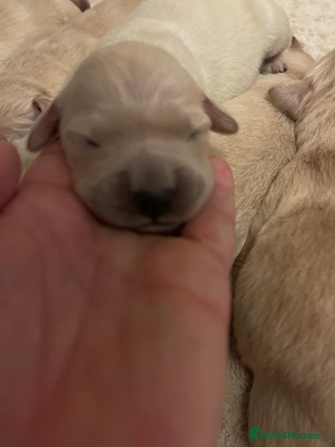 Golden Retriever dogs for sale: Perfectly Awesome Golden Retrievers  - Advert 11