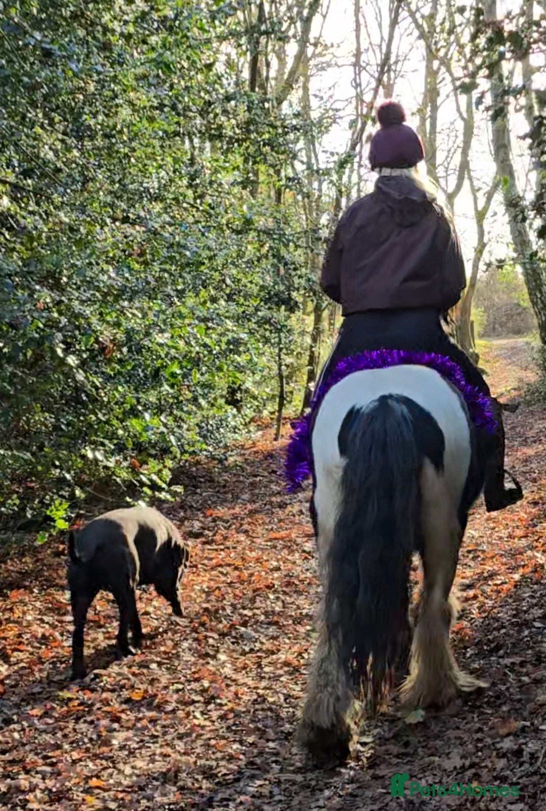 Irish Cob horses for sale: 13.1h Gypsie Cob gelding. - Advert 6