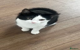 Domestic Shorthair cats for sale: Indoor Princess kitten  🐾 in Watford - Image 2