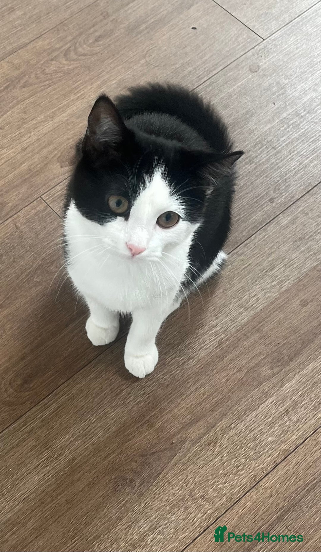 Domestic Shorthair cats for sale: Indoor Princess kitten  🐾 in Watford - Image 2