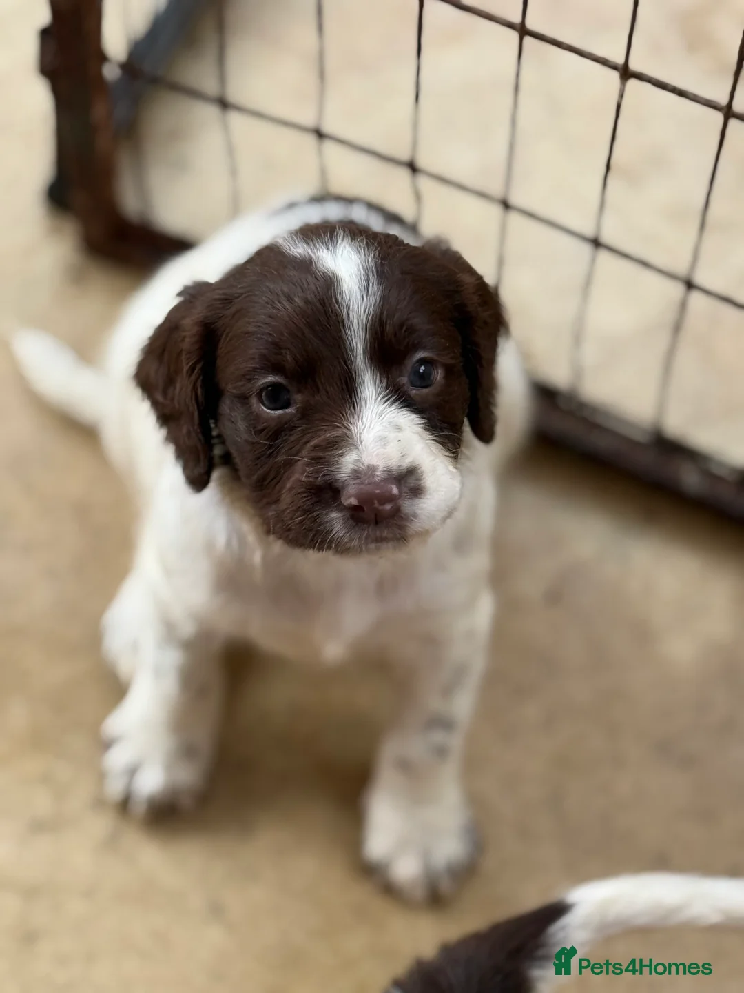 English Springer Spaniel dogs for sale: 5 lovely springer spaniel girls  - Advert 2