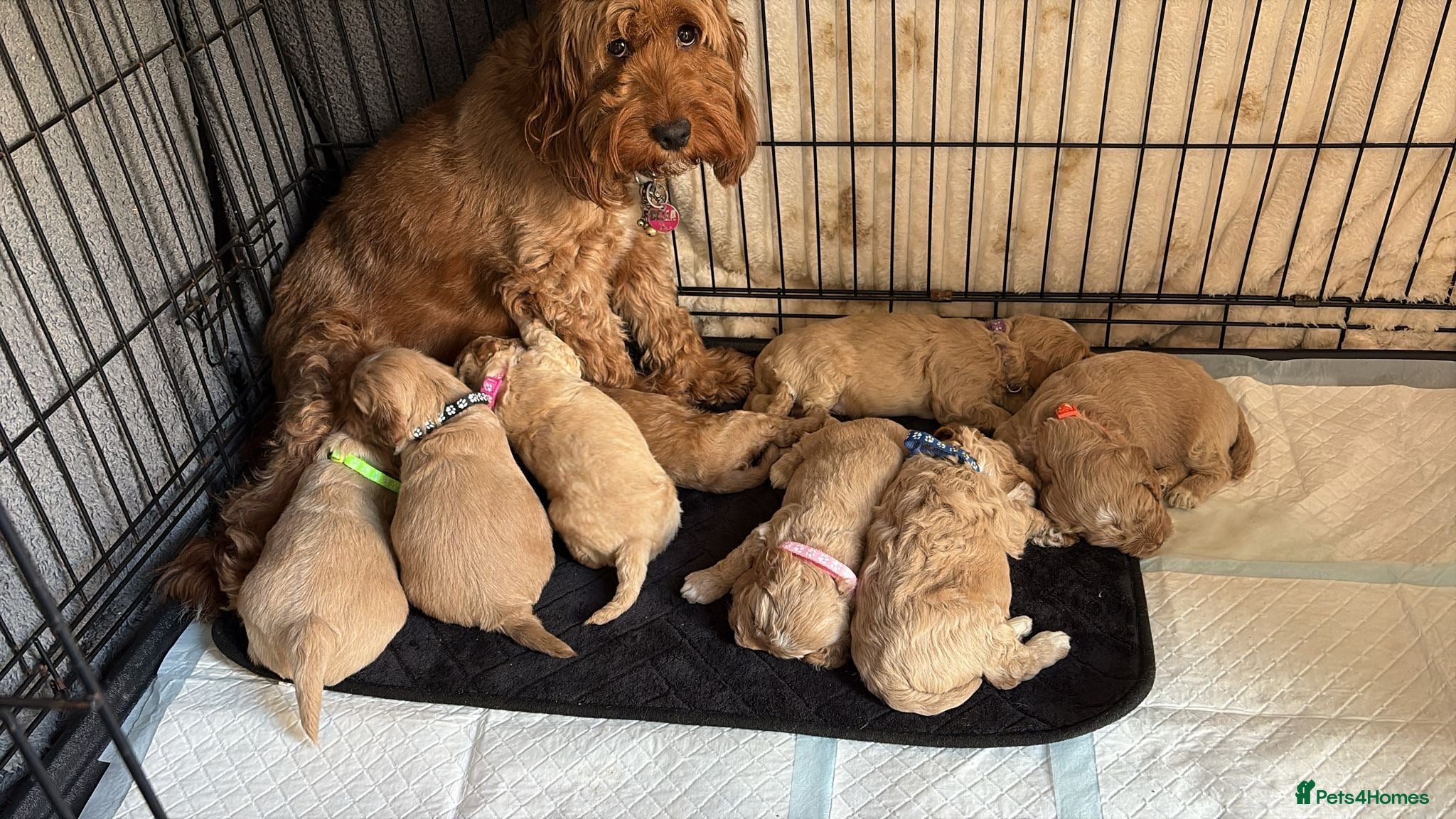 Cockapoo dogs 8 beautiful puppies - Advert 11