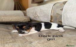 Jack Russell dogs for sale: Traditional jack russel pups tri coloured  - Image 6