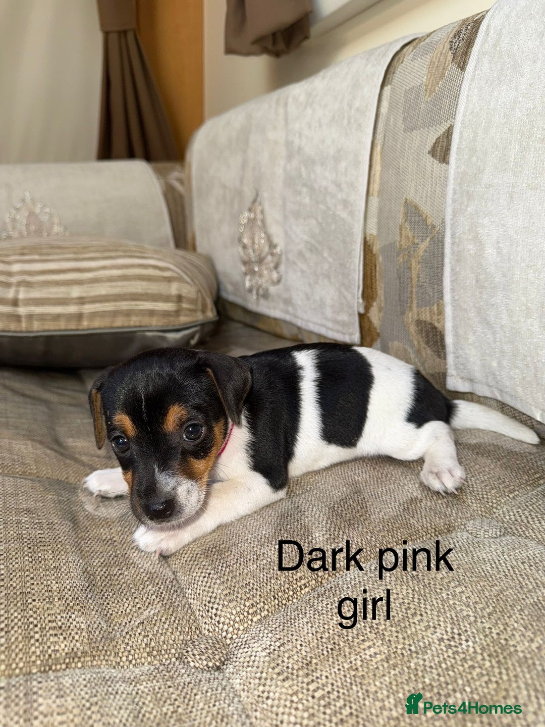 Jack Russell dogs for sale: Traditional jack russel pups tri coloured  - Image 6