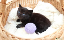 Mixed Breed cats for sale: Beautiful Kittens - Image 5