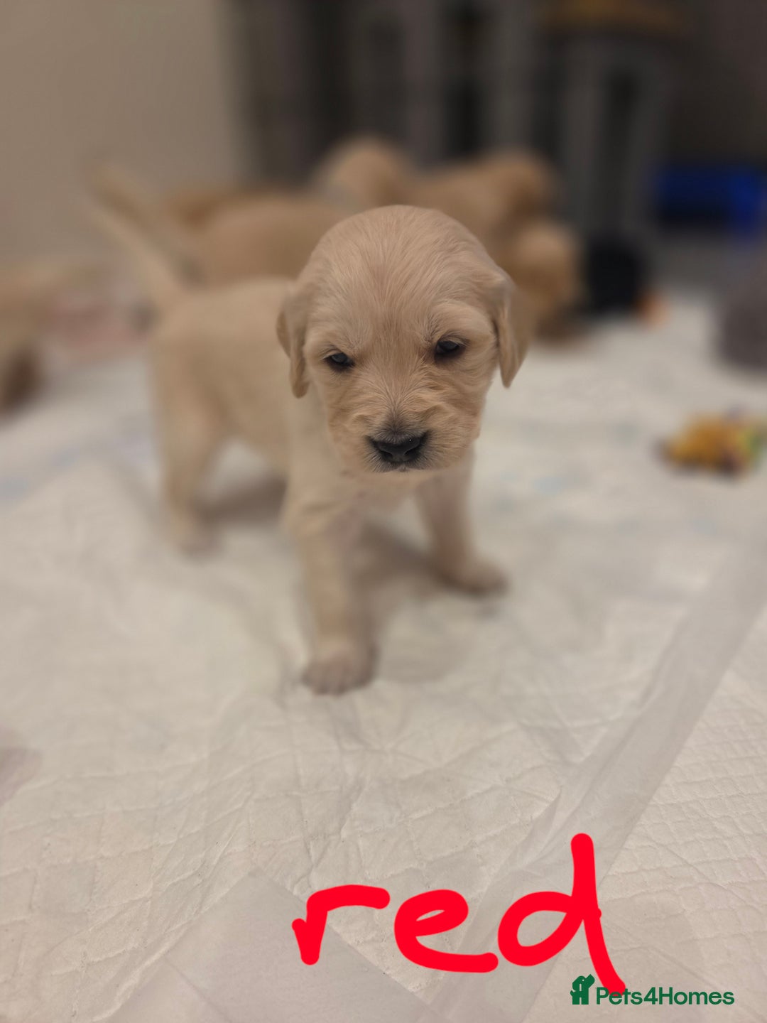 Golden Retriever dogs for sale: KC registered Beautiful Golden retriever puppies  - Advert 18