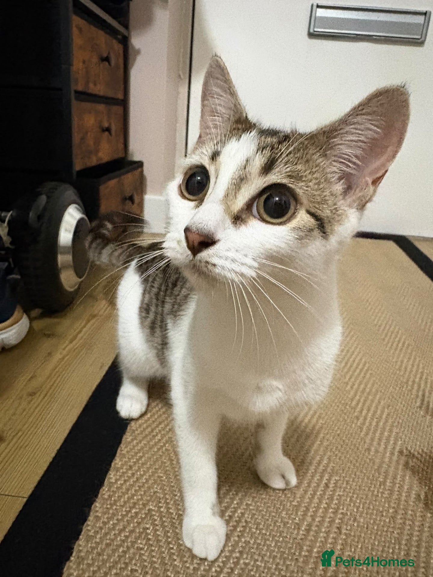 Mixed Breed cats British shorthair and /bengal - Advert 1