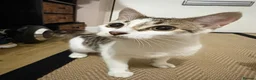 Mixed Breed cats for sale: British shorthair and /bengal in Rainham - Advert 1
