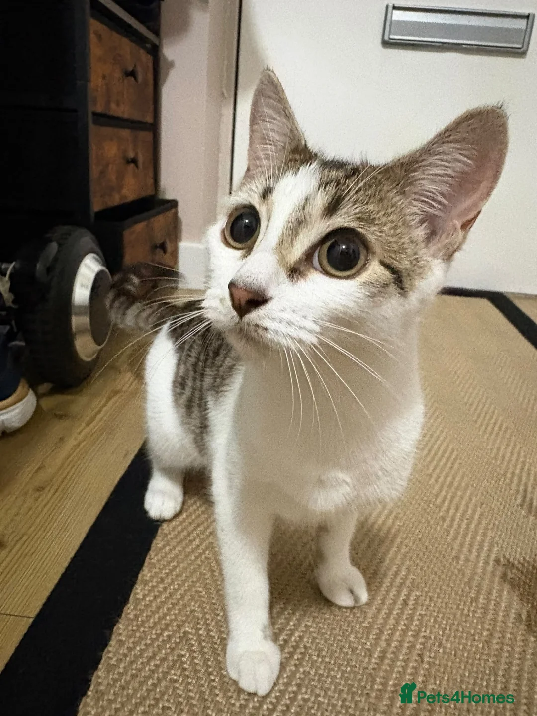 Mixed Breed cats for sale: British shorthair and /bengal in Rainham - Advert 1
