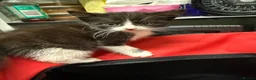 Mixed Breed cats for sale: 🐾 Adorable Kittens Looking for Loving Homes! 🐾 - Advert 11
