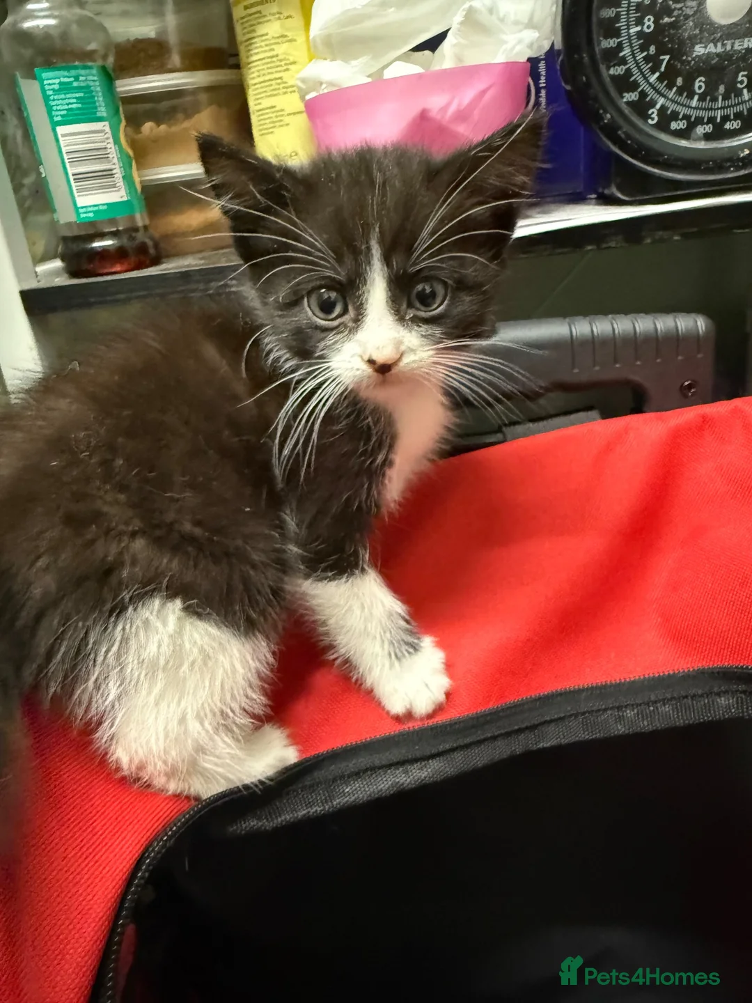Mixed Breed cats for sale: 🐾 Adorable Kittens Looking for Loving Homes! 🐾 - Advert 11