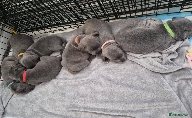 Staffordshire Bull Terrier dogs - Advert 1