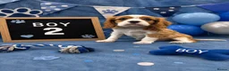 Cavalier King Charles Spaniel dogs for sale: ** DNA/PRA CLEAR CAVALIER KING CHARLES PUPPIES ** - Advert 6