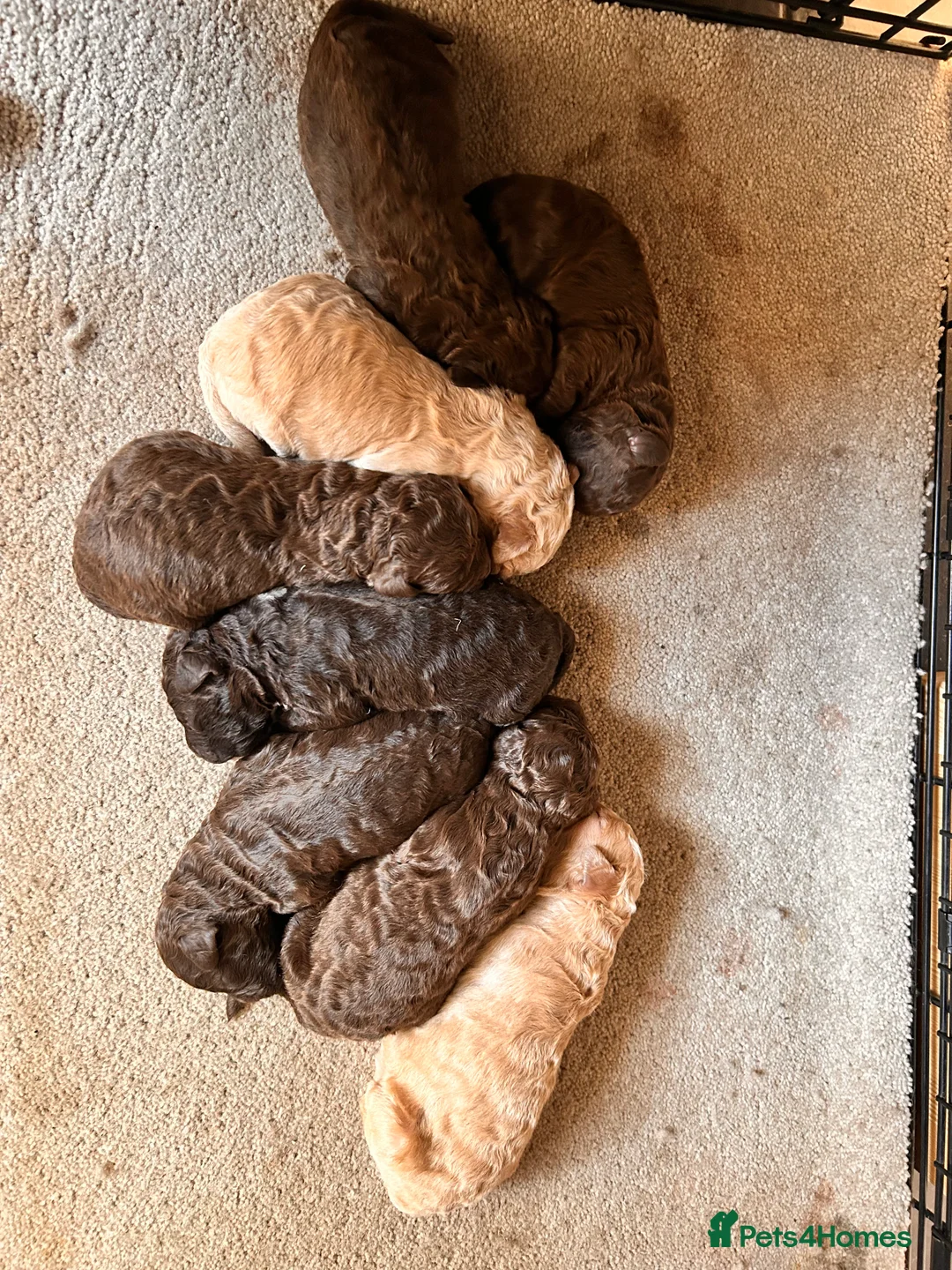 Lagotto Romagnolo dogs for sale: Spring Lagotto Romagnolo puppies - Advert 9