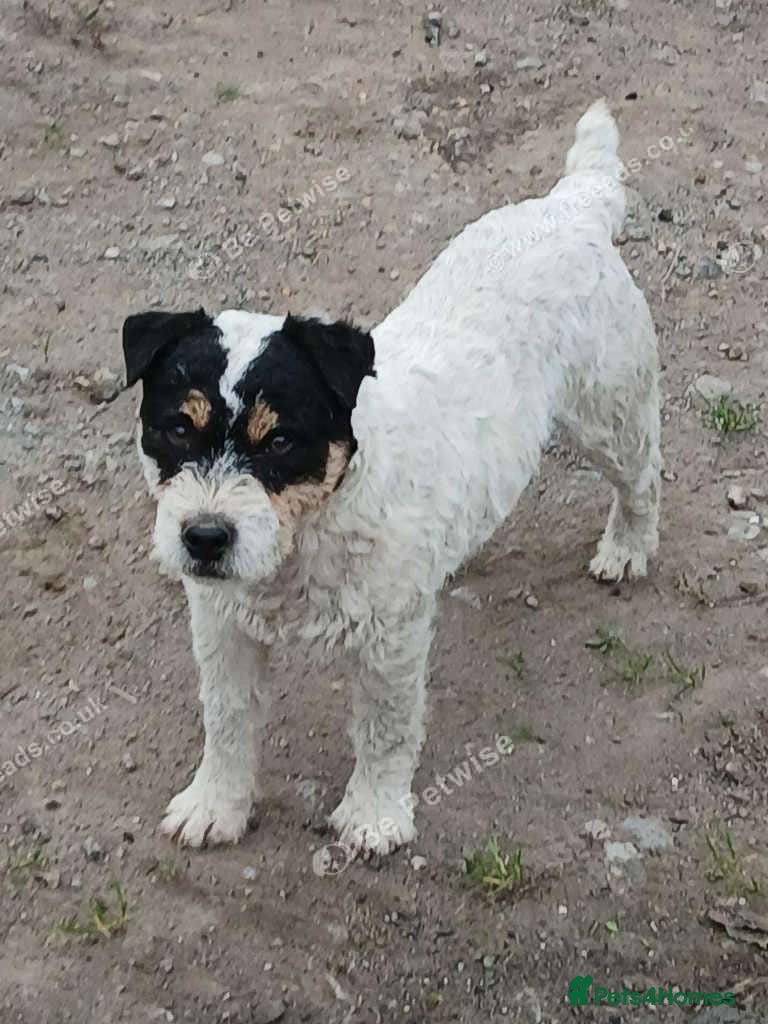 Jack Russell dogs Top quality russle for stud  - Advert 1