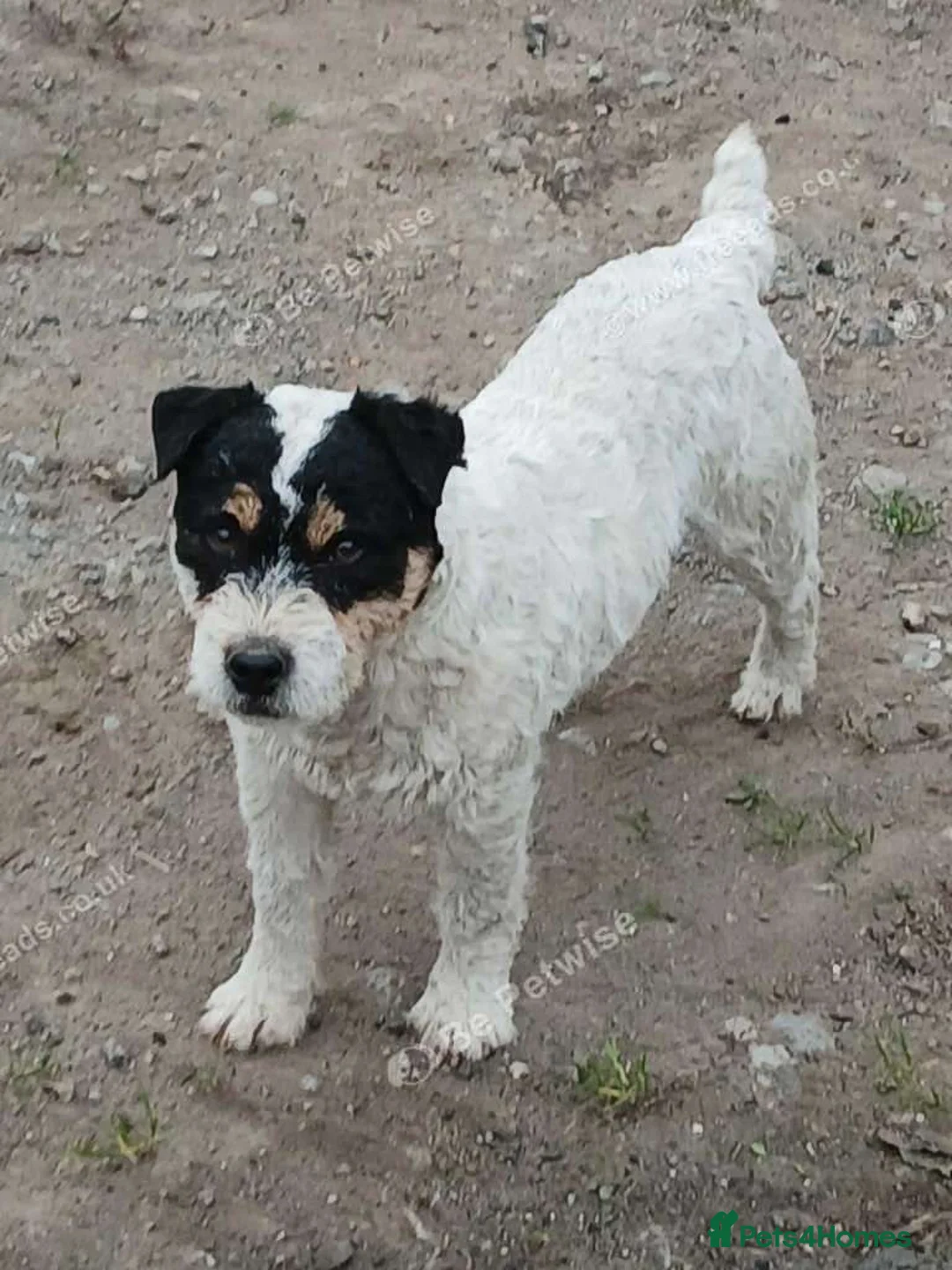 Jack Russell dogs for stud: Top quality russle for stud  - Advert 1