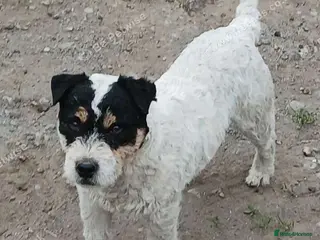 Jack Russell dogs Top quality russle for stud - Advert 1