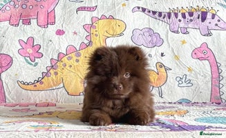 Chow Chow dogs - Advert 5