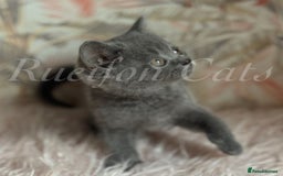 British Shorthair cats for sale:  GCCF registered BSH kittens Available  - Image 2