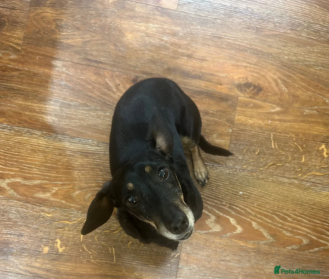 Miniature Dachshund dogs for sale: Miniature Dacshund in Kettering - Advert 3
