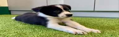 Border Collie 3