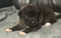 Akita dogs for sale: American Akita pups - Image 8