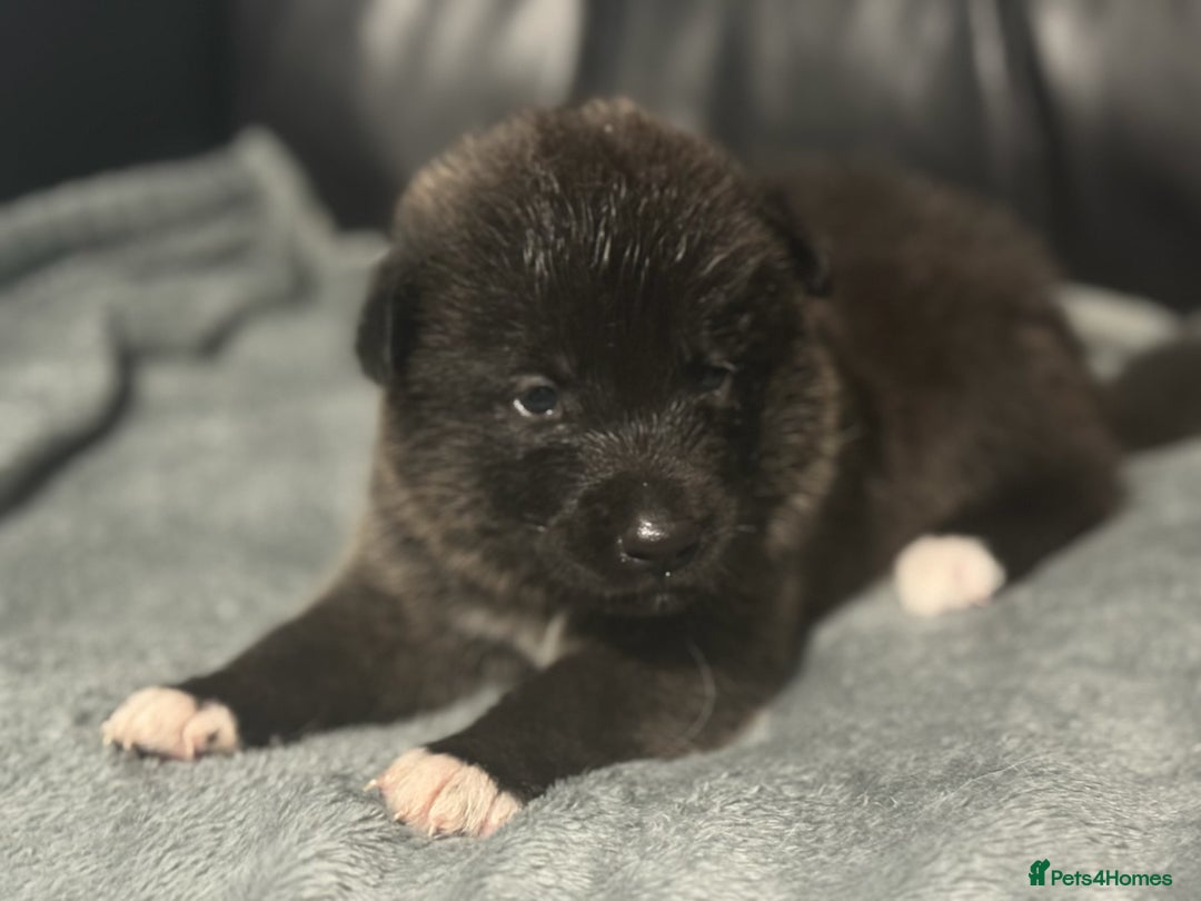 Akita dogs for sale: American Akita pups - Image 8