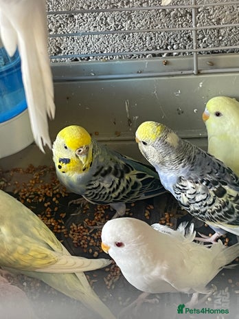 Budgerigars birds in Birmingham - Advert 12