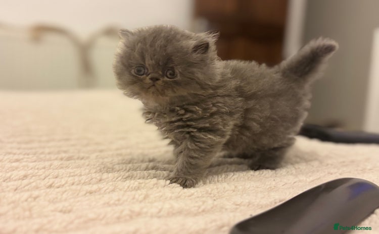 Persian cats - Advert 1