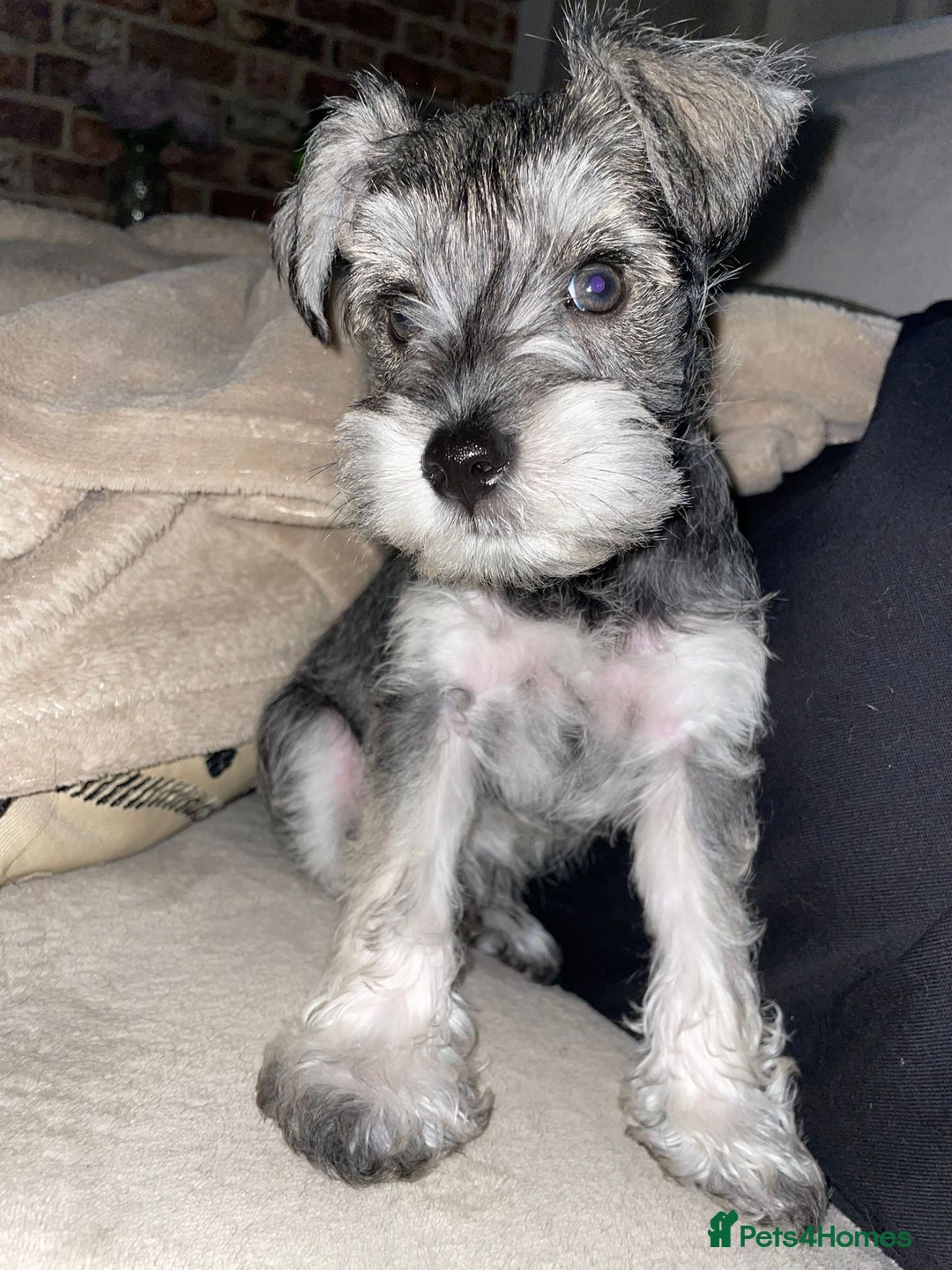 Miniature Schnauzer dogs for sale: KC Beautiful miniature Schnauzers  - Image 14