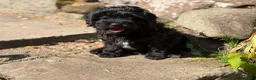 Mixed Breed dogs for sale: Gorgeous zuchon x toy poodle ready now - Advert 13