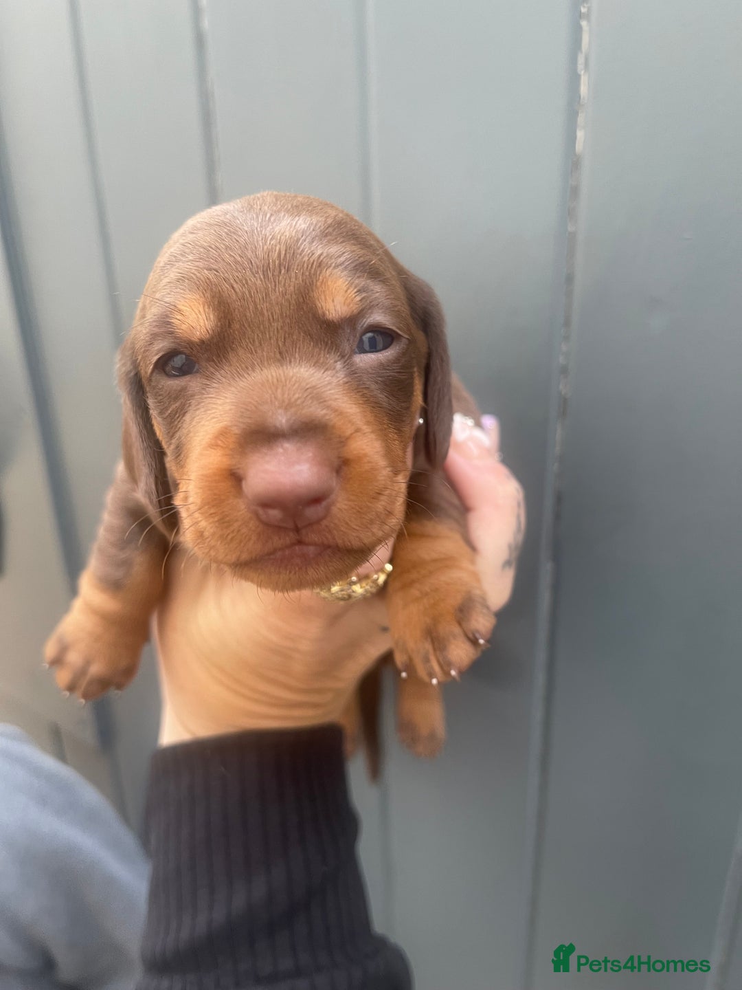 Dachshund dogs for sale: Dachshund puppies  - Image 3