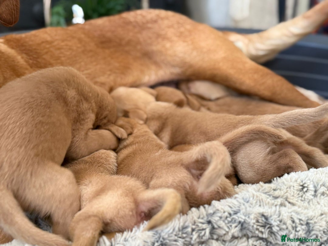 Labrador Retriever dogs for sale: Dark Red and Yellow KC reg DNA Clear Lab Puppies - Image 15