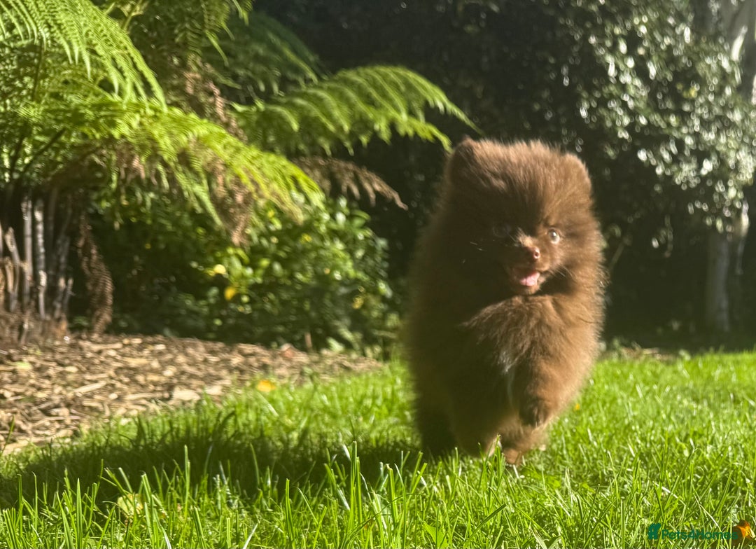 Pomeranian dogs for sale: 🧸🌈 Genuine Teddy Bear Poms Rainbow litter 🌈🧸 - Image 2