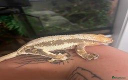 Gecko reptiles for sale: Lily White crested gecko.  - Image 5