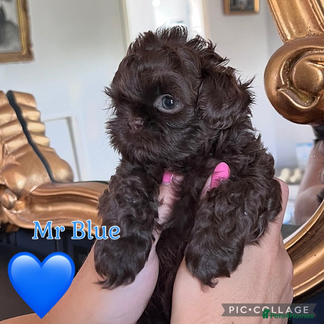 Shih Tzu dogs for sale: Stunning KC chocolate imperial Shihtzu puppies - Image 35