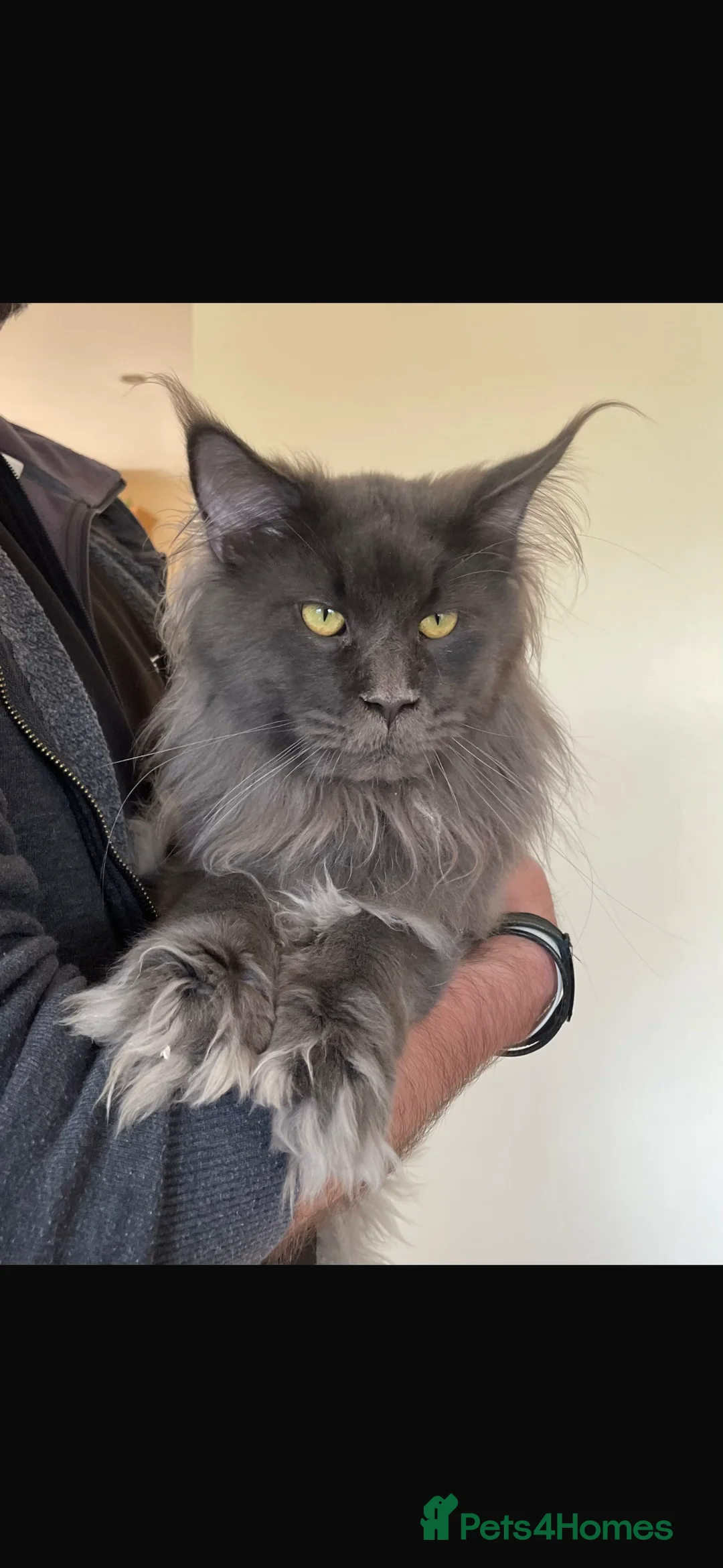 Maine Coon cats for sale: Stunning pedigree Maine coon kittens  - Advert 24