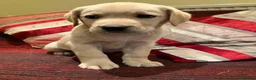 Labrador Retriever dogs for sale: UNEXPECTED sale of Yellow Labrador dog puppy - Advert 5