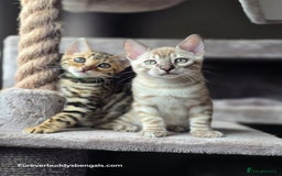 Bengal cats for sale: Gorgeous Silver and Charcoal Bengals  - Image 8