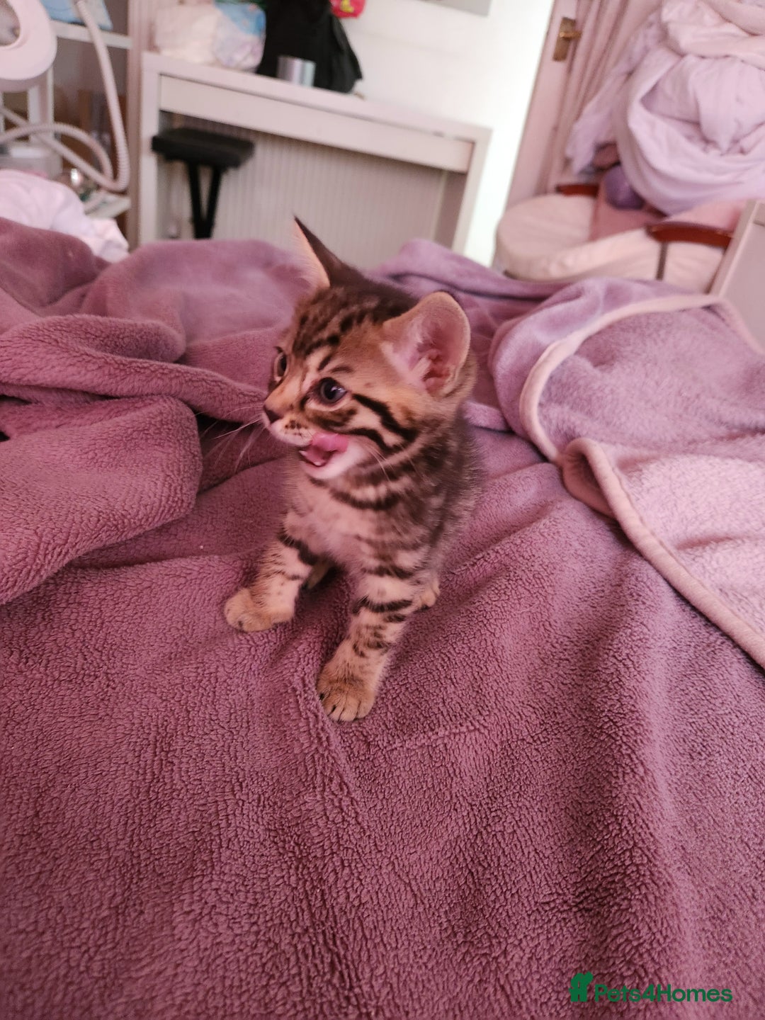 Bengal cats for sale: Little Bengal kittens - Image 13