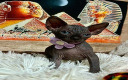 Sphynx cats for sale: Sphynx kittens✨ - Image 6