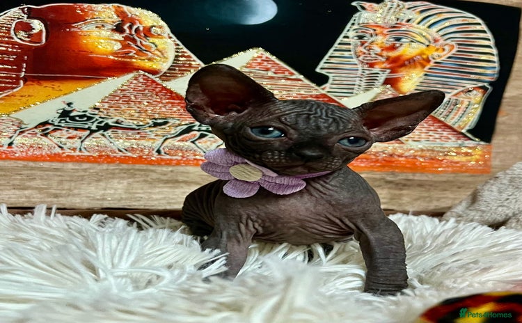 Sphynx cats - Advert 10