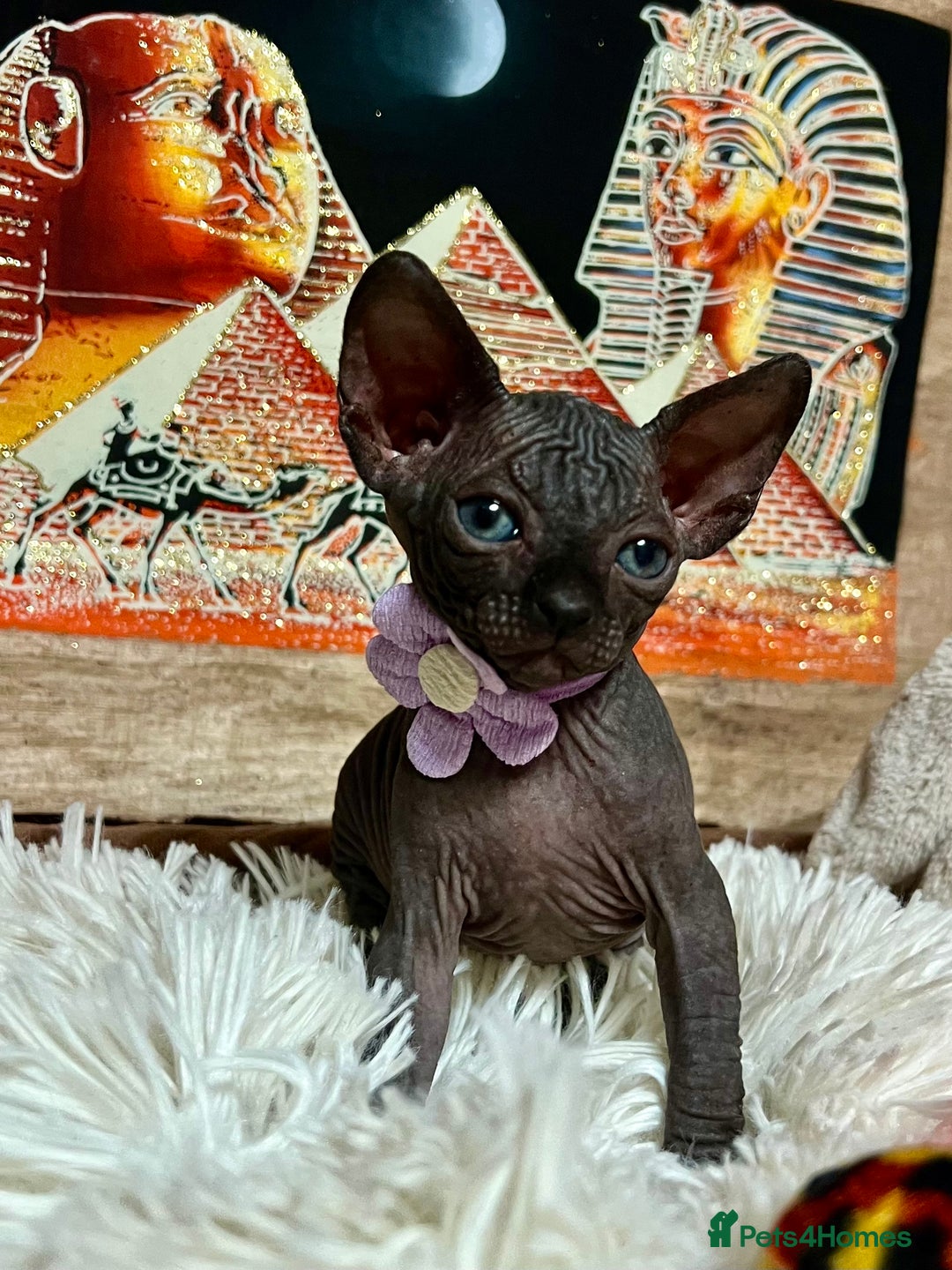 Sphynx cats for sale: Sphynx kittens✨ - Image 6