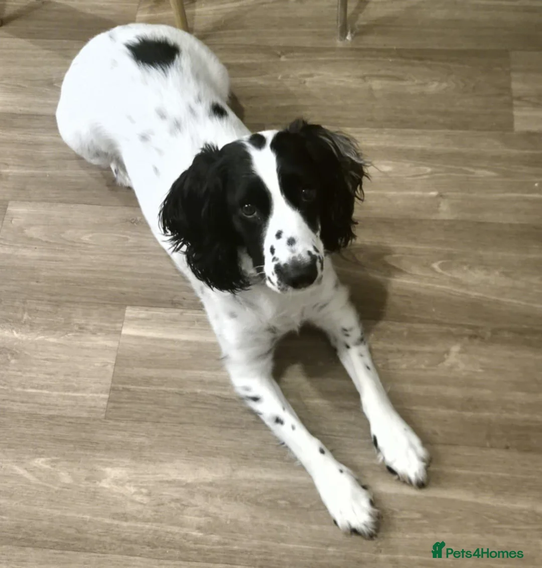 Sprocker dogs for sale: Sprocker pups - Advert 15