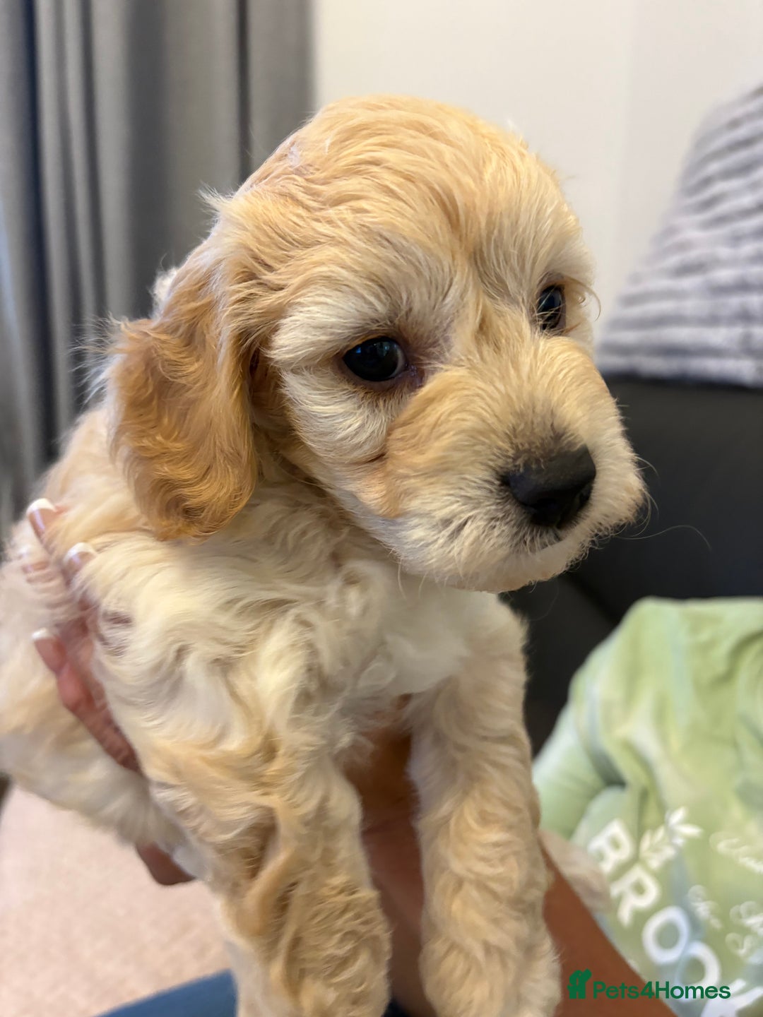 Mixed Breed dogs for sale: Cockapoo cross Poochon  - Image 2