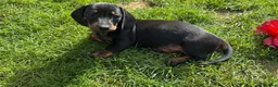 Miniature Dachshund dogs for sale: Miniature short haired Dachshund Puppy’s - Advert 33