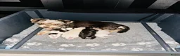 Miniature Schnauzer dogs for sale: 🐾 STUNNING KC REG MINIATURE SCHNAUZER 🐾 - Advert 11
