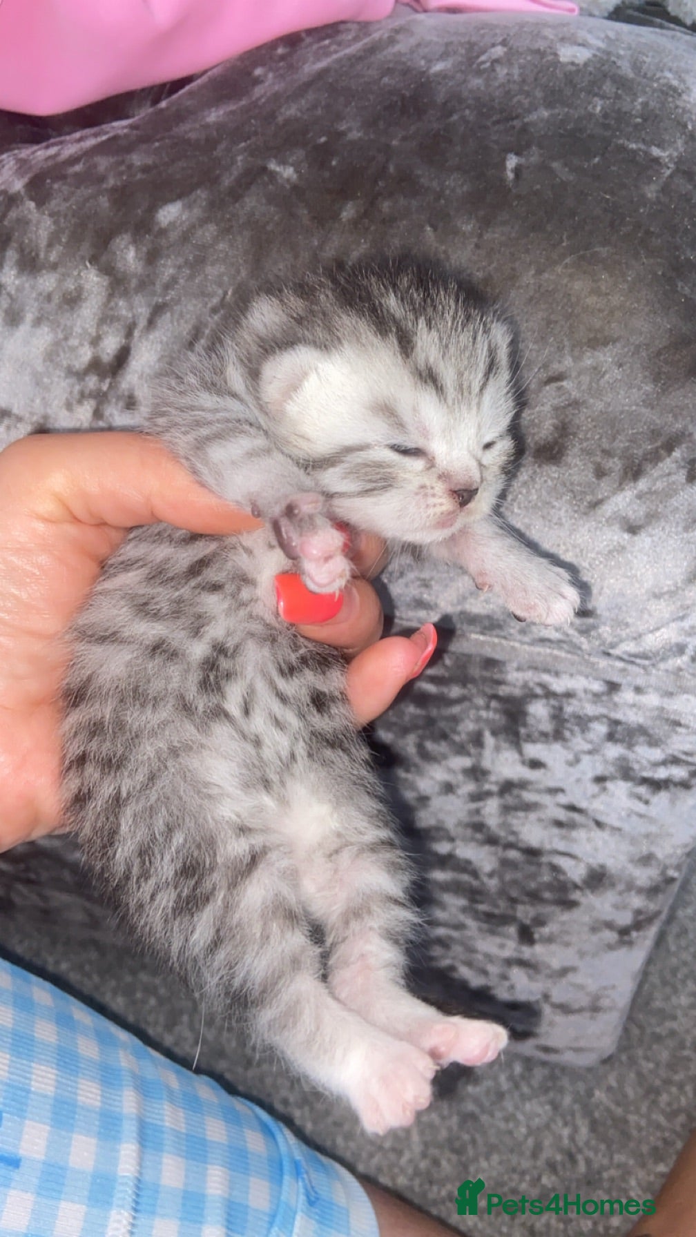 British Shorthair cats 6 x stunning silver British shorthair tabby’s  - Advert 6